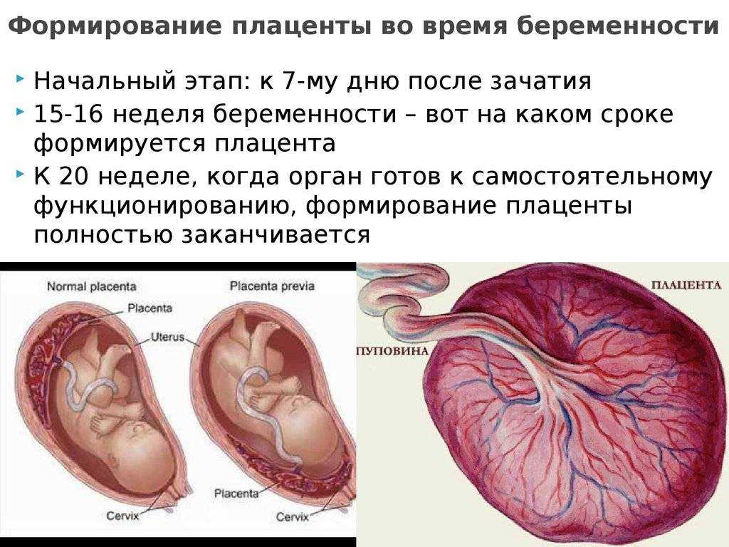 Предвестники родов у первородящих и повторнородящих | как понять, что начались роды: признаки при первой и второй беременности