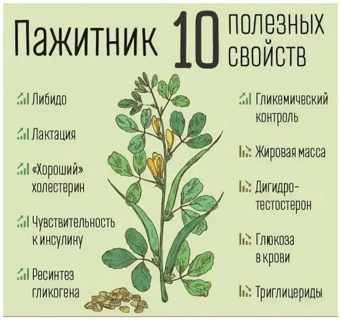 Пажитник: полезные свойства и противопоказания для женщин и мужчин