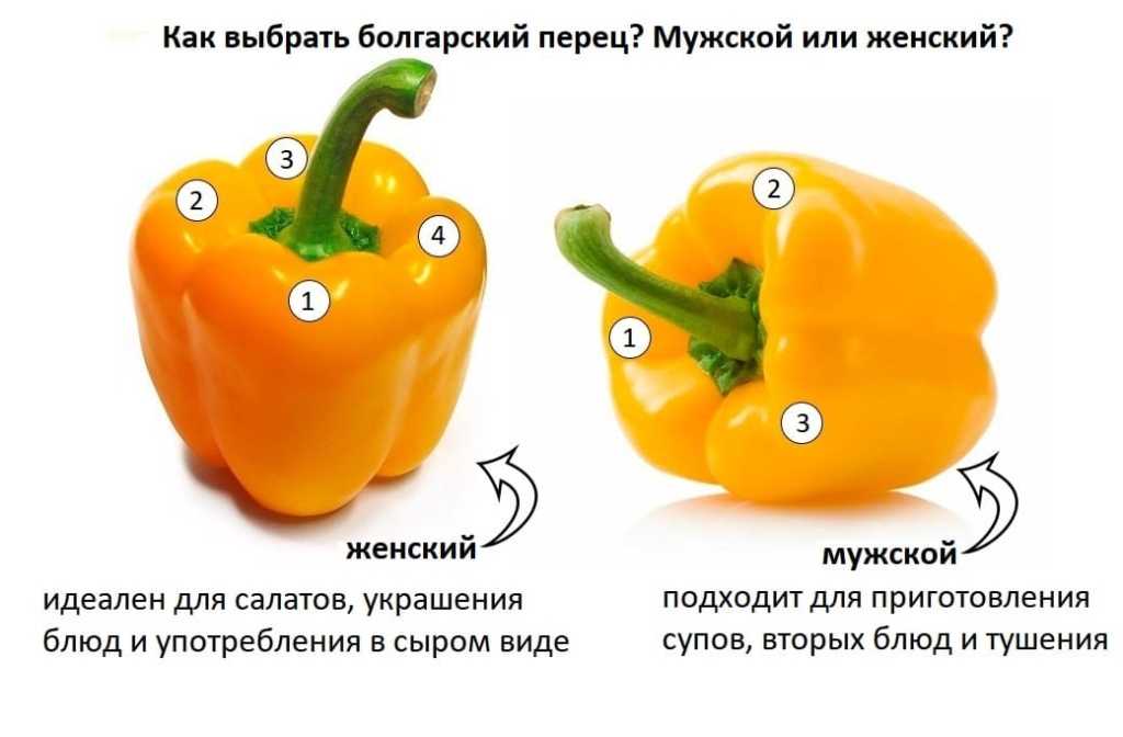 Зеленый болгарский перец: польза и вред, калорийность сладкого овоща, чем он полезен при различных заболеваниях