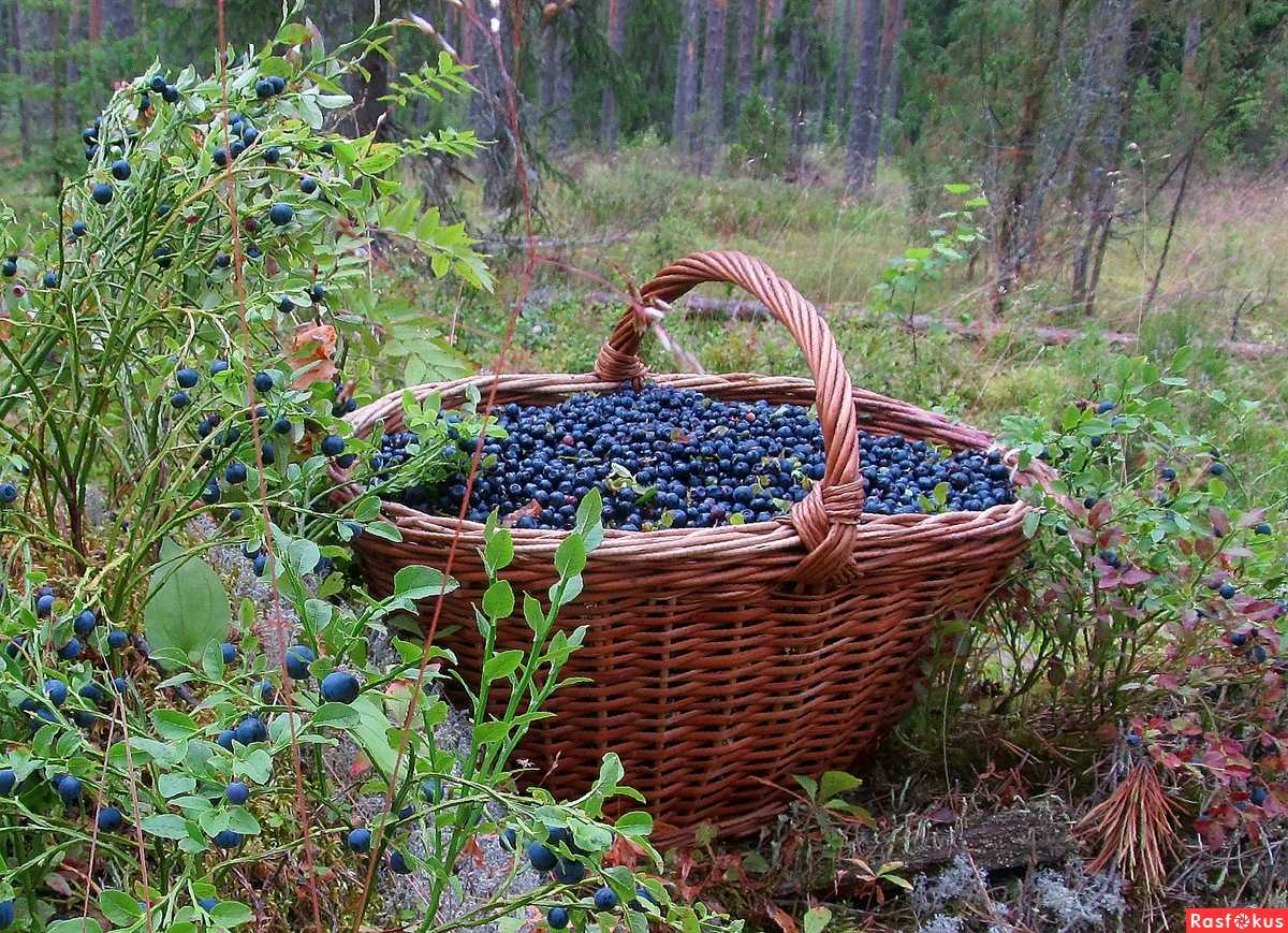 Самые полезные ягоды — осенние