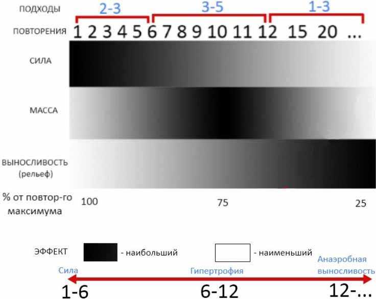 Оптимальное число повторений для роста мышц