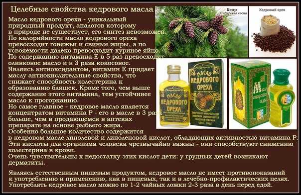Кедровые орехи: польза и вред для женщин