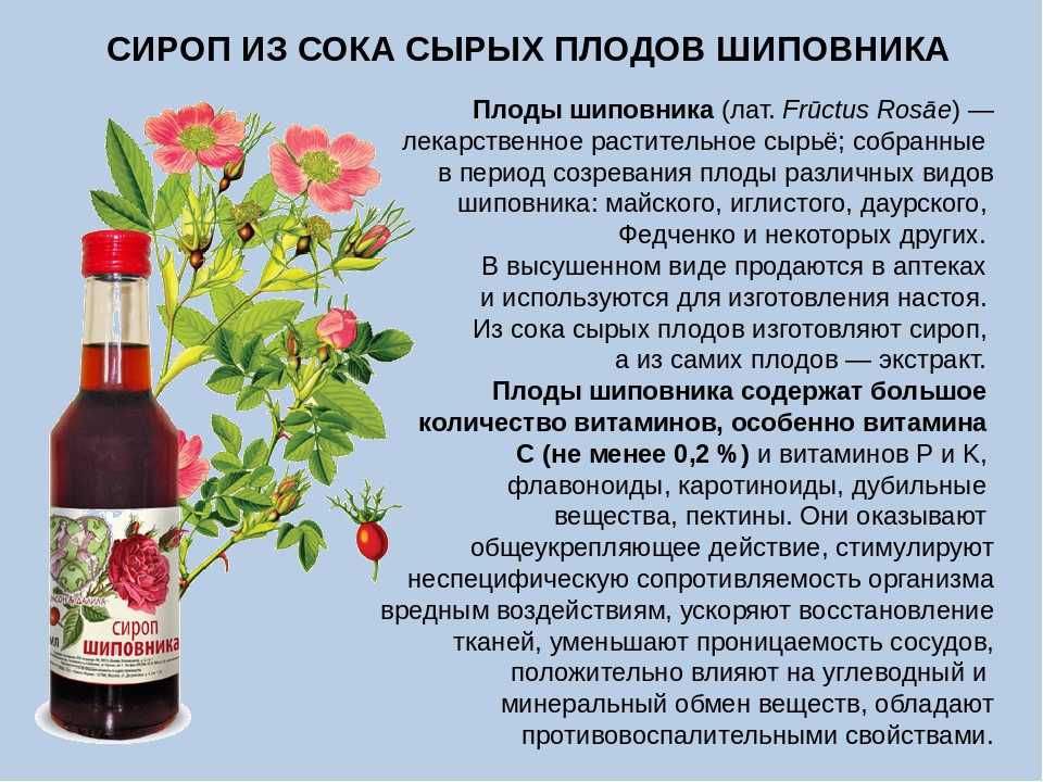 Шиповник: полезные свойства и противопоказания для женщин и мужчин