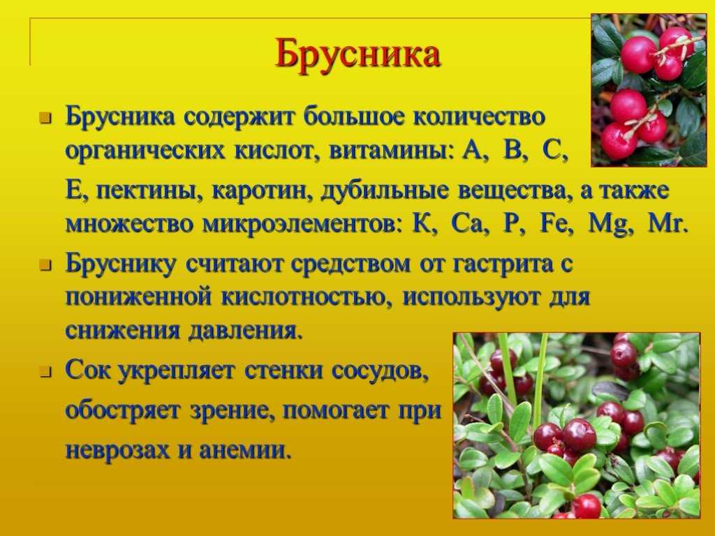 Чем полезна брусника для организма человека для женщин