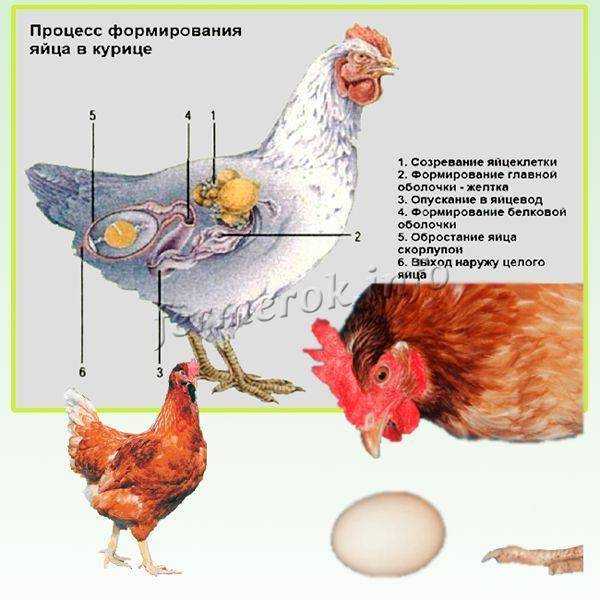 Что означают маркировки «с1» и «с2» на яйцах — какие лучше покупать - hi-news.ru