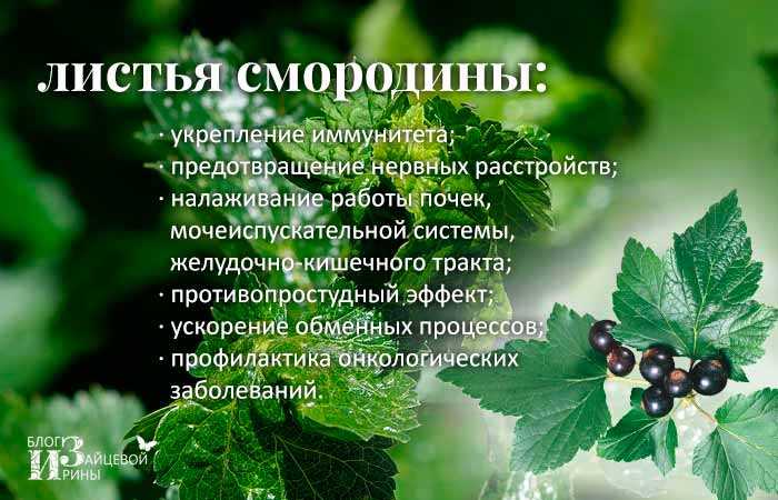 Польза черной смородины для здоровья