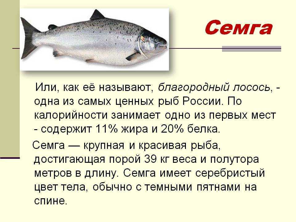 Форель – калорийность, состав и полезные свойства