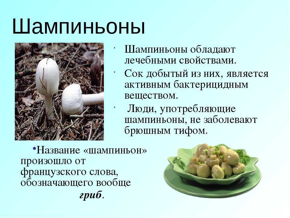 Как принимать сушёные и свежие лисички от паразитов