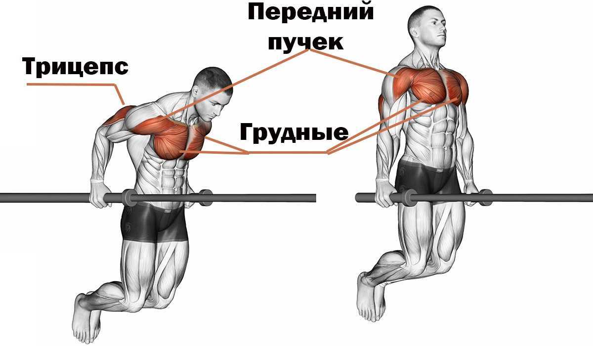 Отжимания на брусьях: какие мышцы работают и качаются?
отжимания на брусьях: какие мышцы работают и качаются?