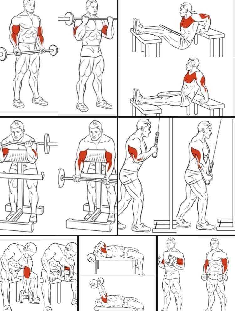 Упражнения с гантелями для рук - красивые мышцы с fitnessera.ru
упражнения с гантелями для рук - красивые мышцы с fitnessera.ru