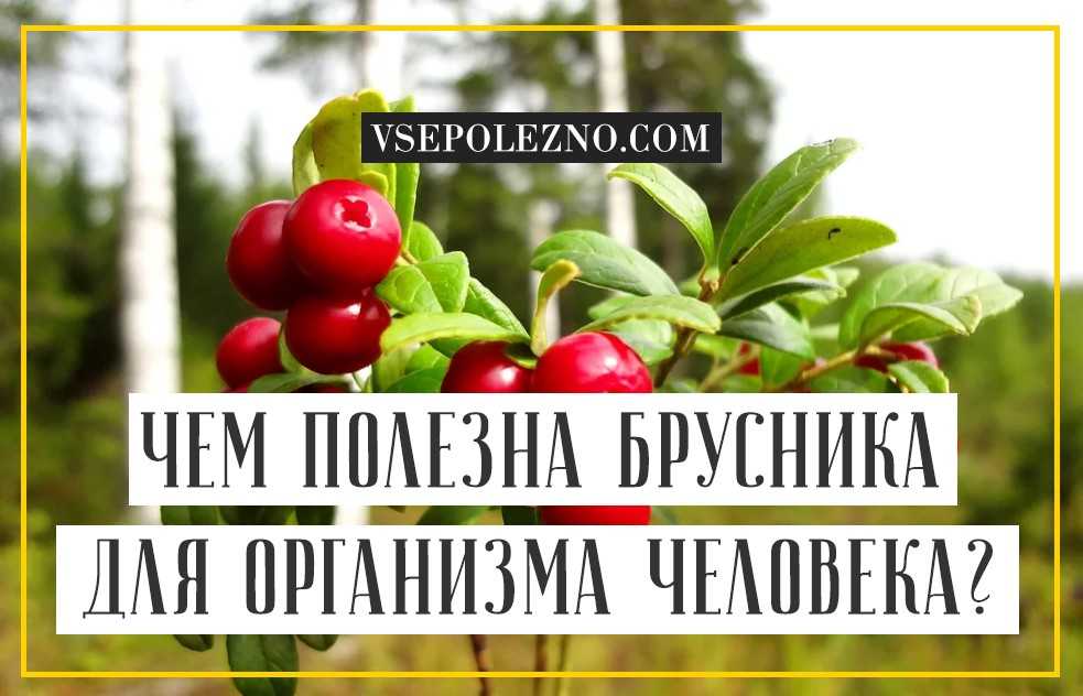 Ягода брусника полезные свойства и противопоказания, лечебные свойства листа брусники.