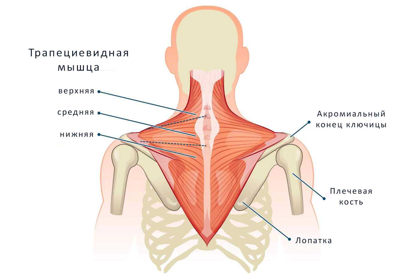 Эффективные упражнения в зале для тонкой талии - tony.ru