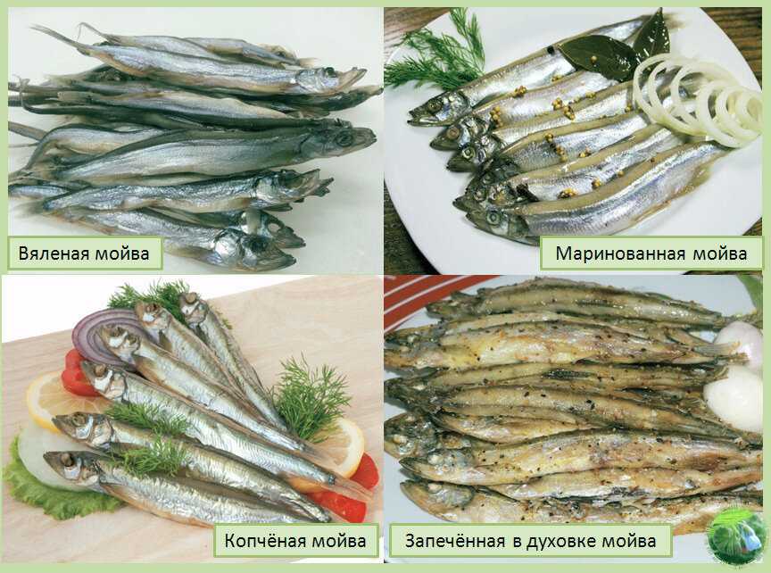 Мойва: польза и вред для организма человека
