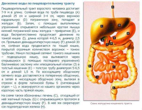 Чем полезна чистка кишечника касторовым маслом и как её проводить (с рецептами и отзывами врачей и людей, попробовавших такое очищение)