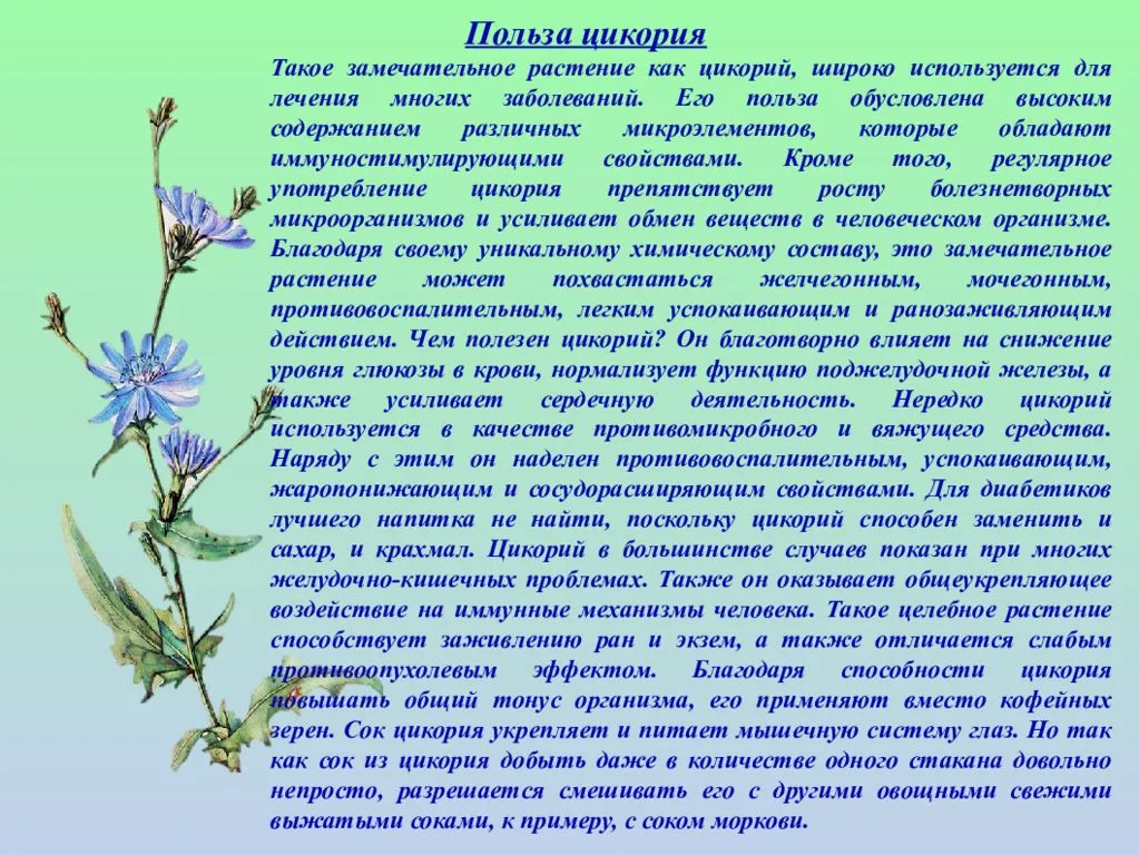 Цикорий - антидепрессант, символ верности и скромности. его польза и вред для здоровья