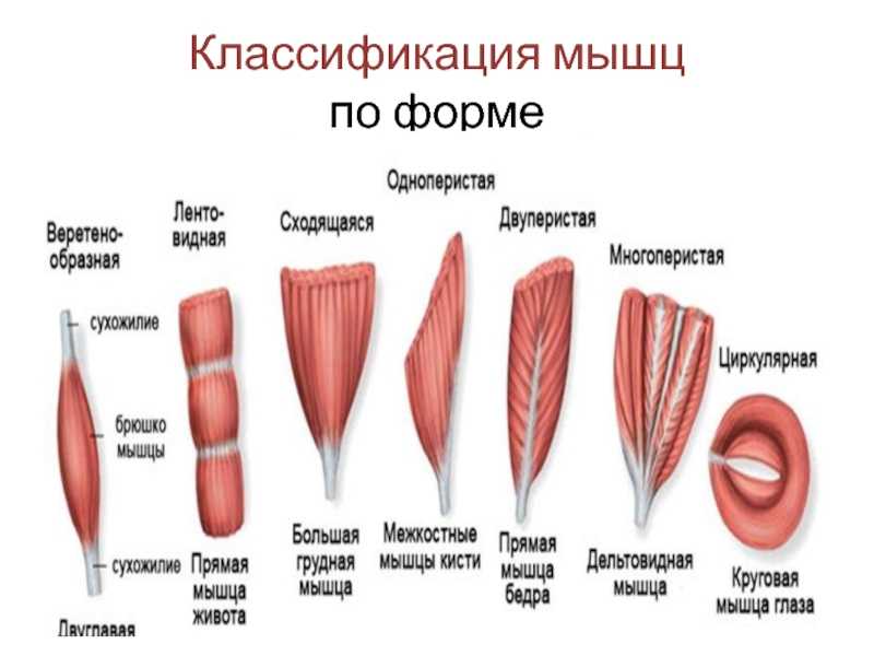 Какая мышечная группа восстанавливается быстрее, а какая медленнее?