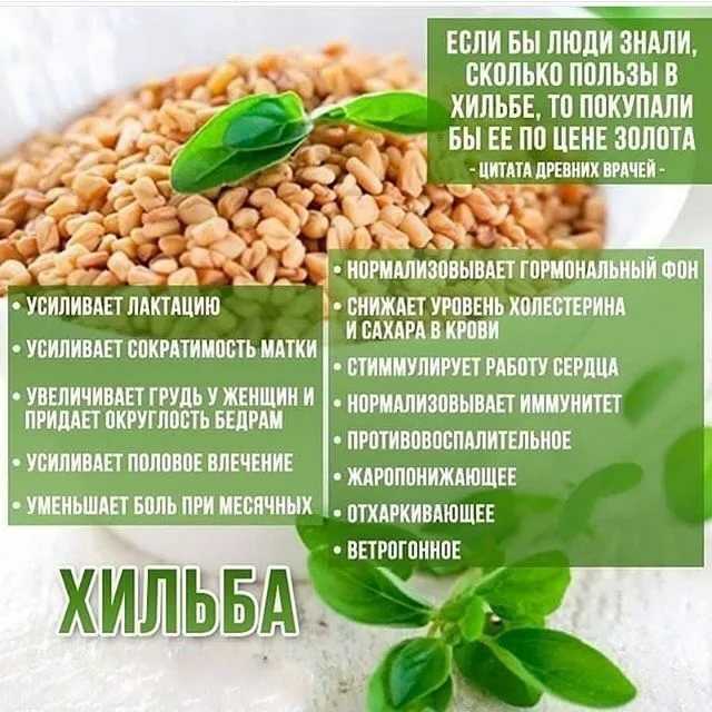 Пажитник: полезные свойства и противопоказания, как использовать