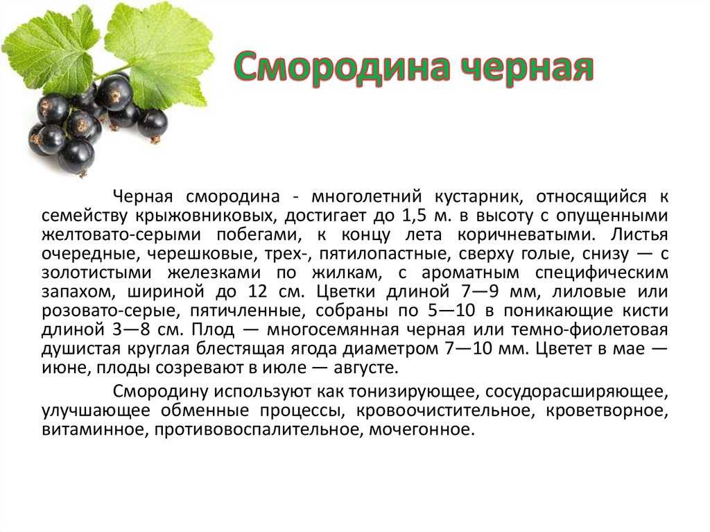 Черная смородина — польза и вред для здоровья