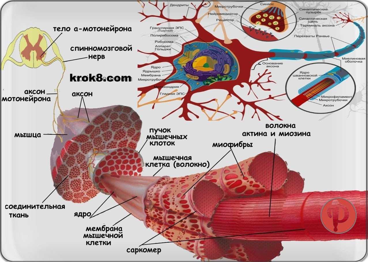 Эффект карпентера: мышечная память существует