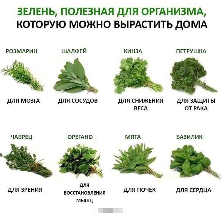 Полезные свойства зелени известны каждому кто имеет хотя бы минимальное отношение к кулинарии Но какие ее разновидности являются самыми предпочтительными Рассказываем в нашей статье