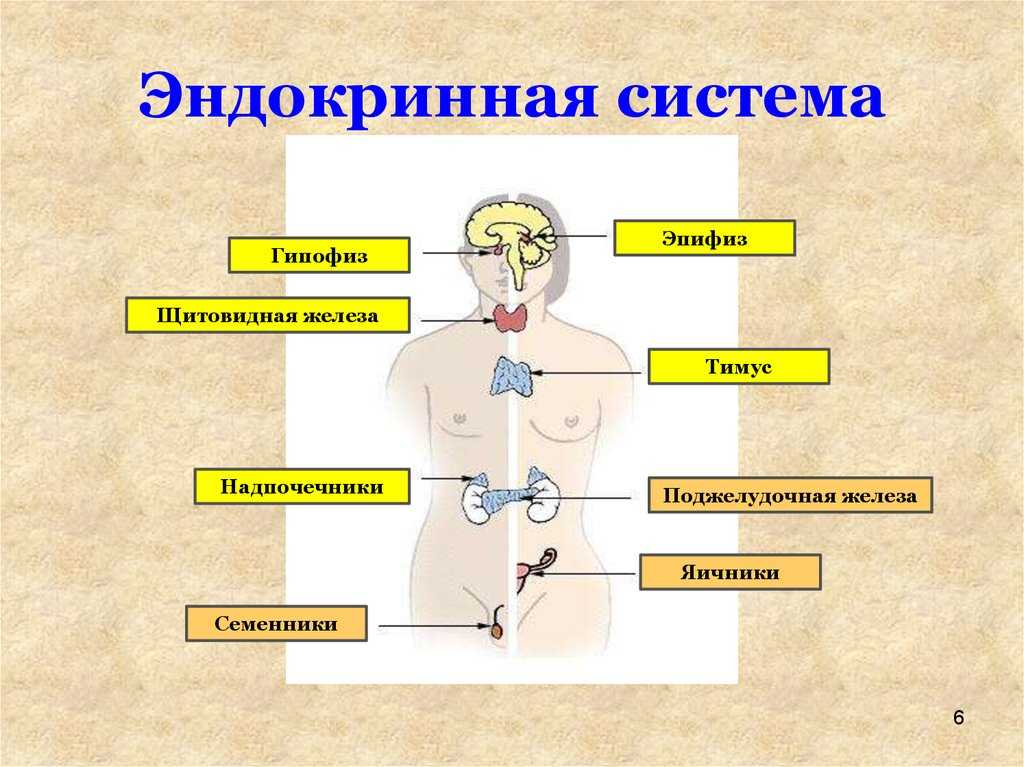 Лечение гормональных нарушений у женщин