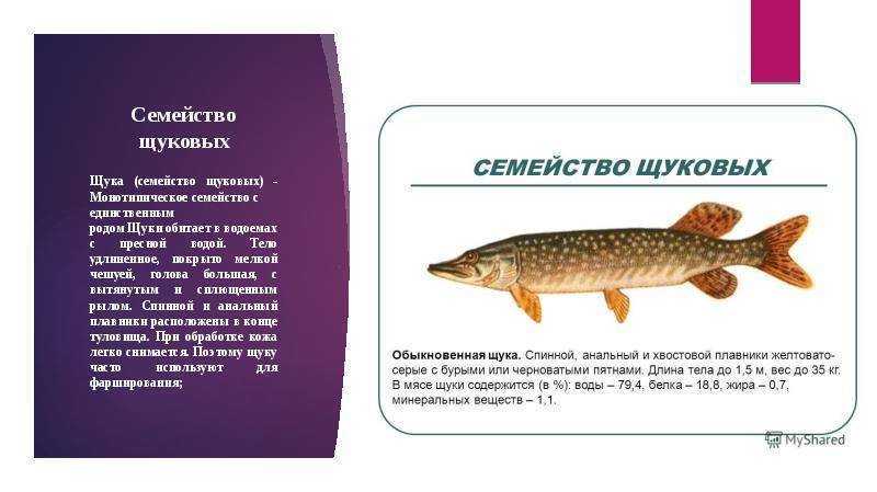 Щука🐟 польза и вред, 15 полезных свойств икры для здоровья
