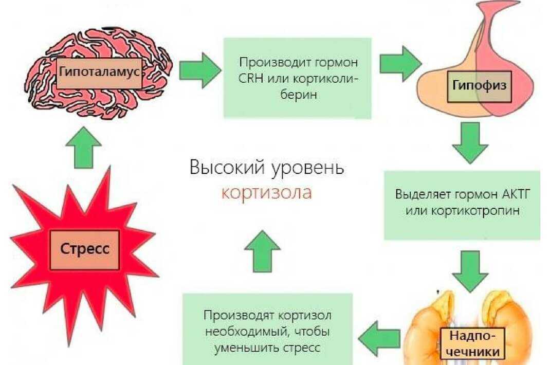 Как физические нагрузки влияют на гормоны