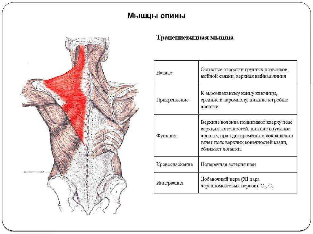 Упражнения на трапецию с гантелями: советы тренера