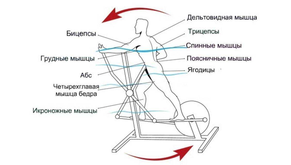 Сколько и как заниматься правильно на эллиптическом тренажере чтобы похудеть: программа занятий и инструкции