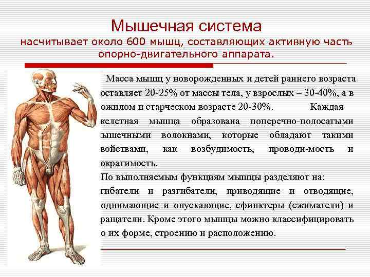 Как и от чего растут мышцы? как ускорить рост мышц?