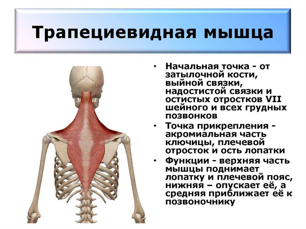 Упражнения на трапецию для дома и в тренажерном зале