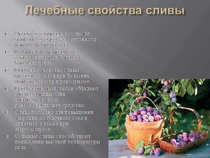 Слива: что это такое, состав, калорийность, витамины, польза и вред для здоровья, противопоказания