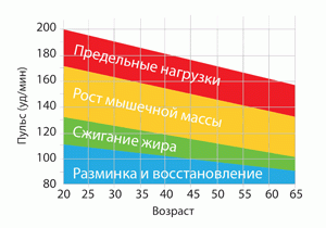 Пульс во время силовой тренировки