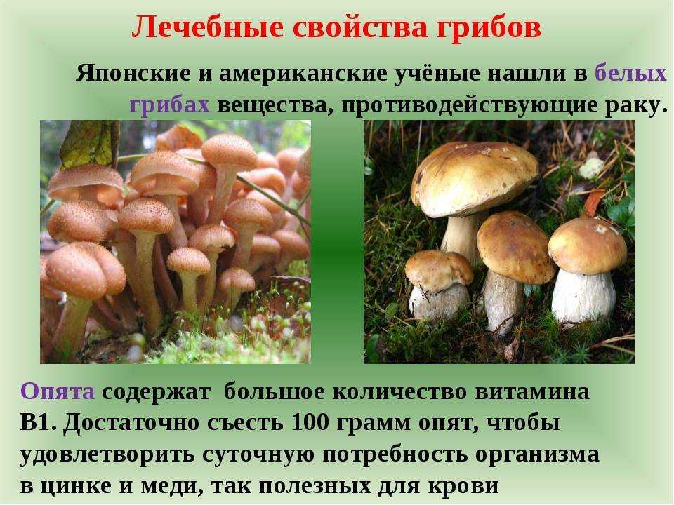 Лисички свежие