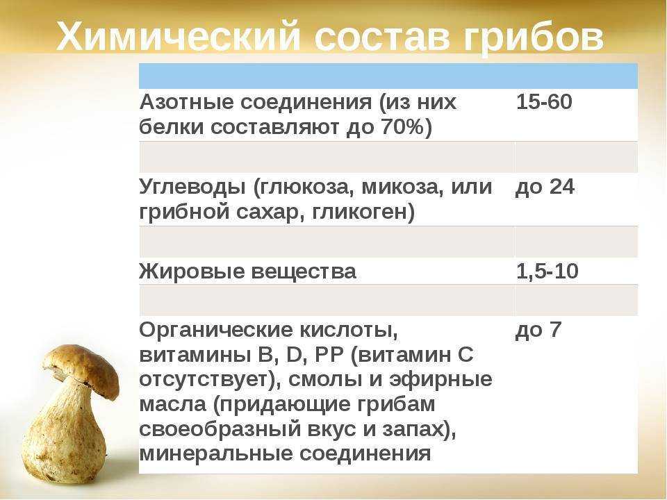 Чем полезны лесные грибы для здоровья человека —  грибные секреты