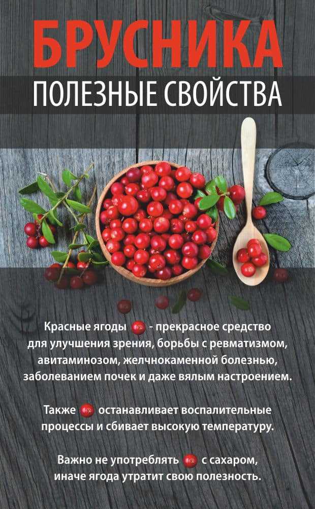 Брусника: полезные свойства, противопоказания, свойства листьев, посадка и уход