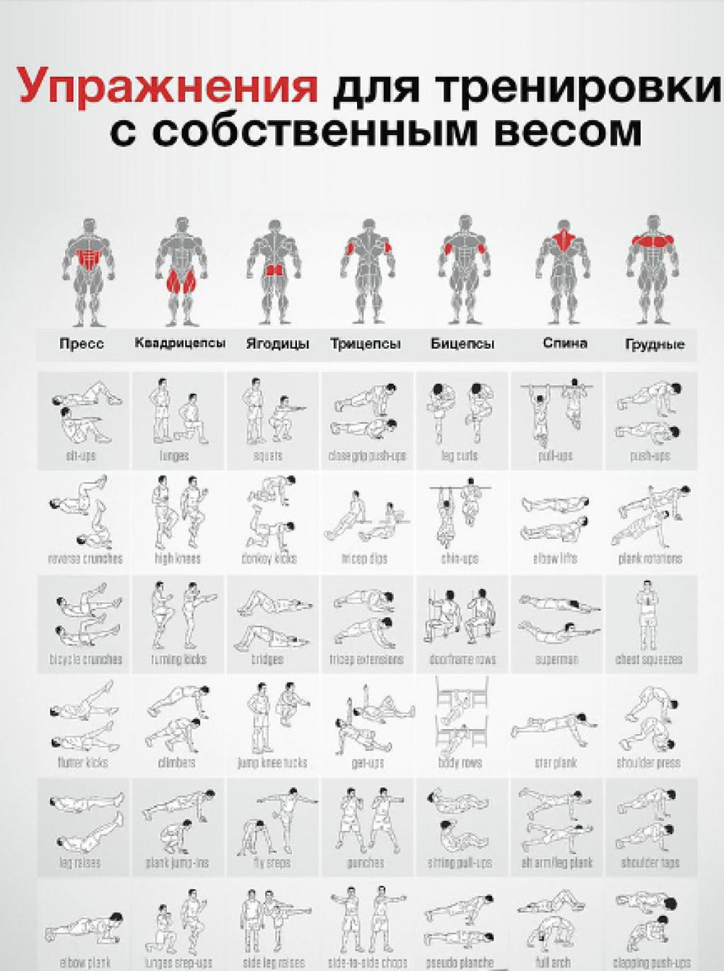 Комплекс упражнений на все группы мышц с гантелями — в картинках