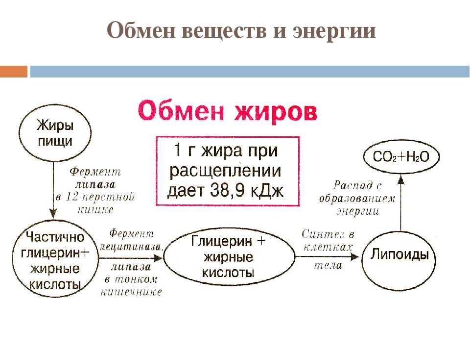 Можно ли есть йогурт каждый день?
