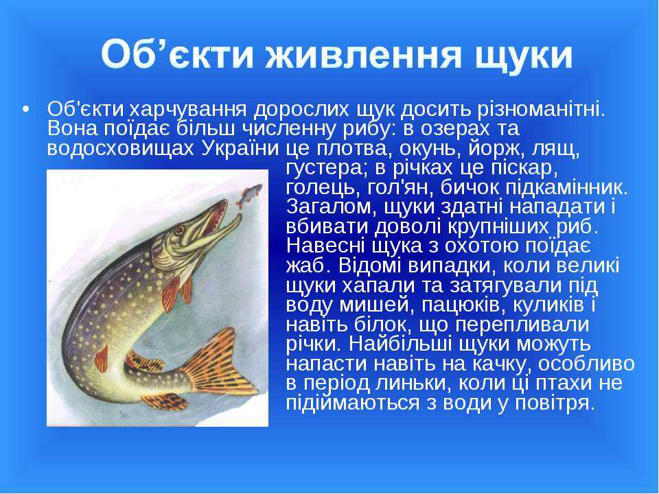 Щука: польза и вред