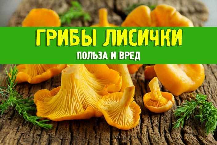 Грибы лисички - лечебные свойства и противопоказания для организма человека