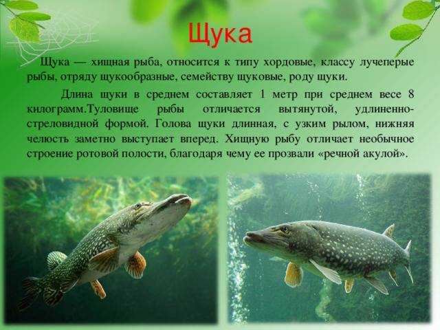 Щука – польза и вред речной хищницы для здоровья