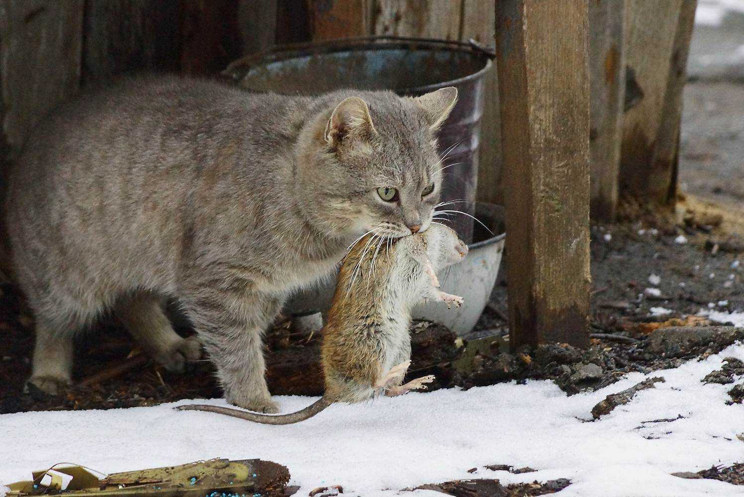 Бездомный котенок что делать