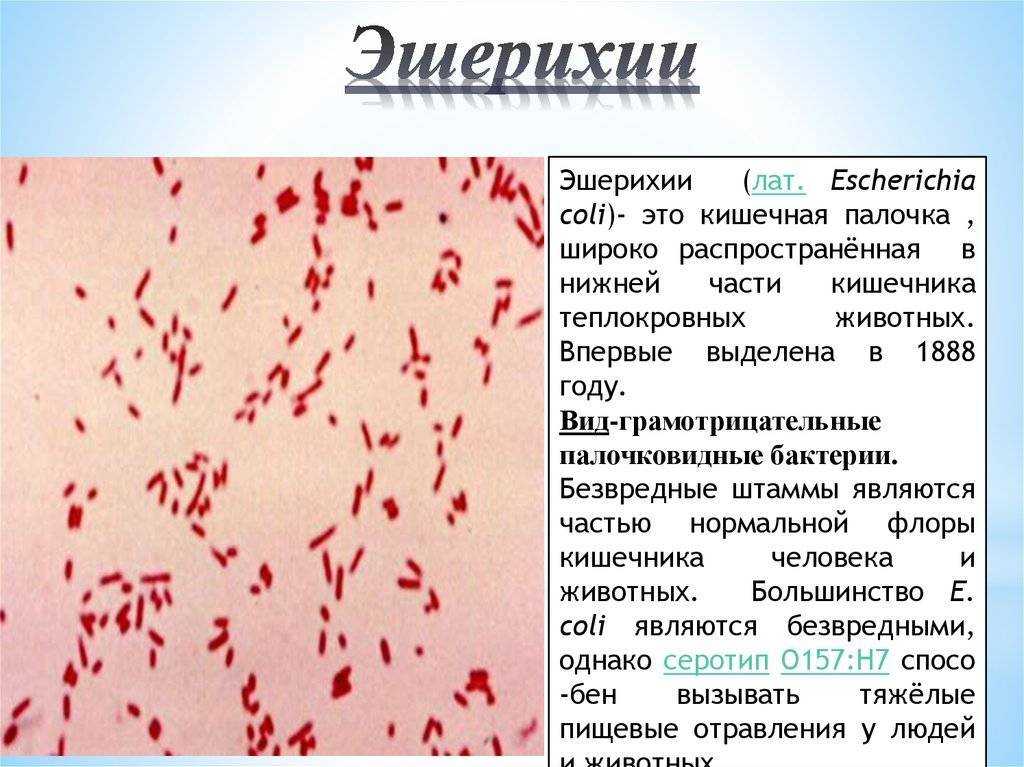 Чем полезно и вредно мороженое? борьба добра и зла!