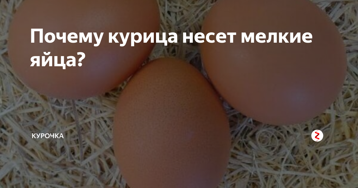 Куры несут мелкие яйца: причины, что делать, профилактика