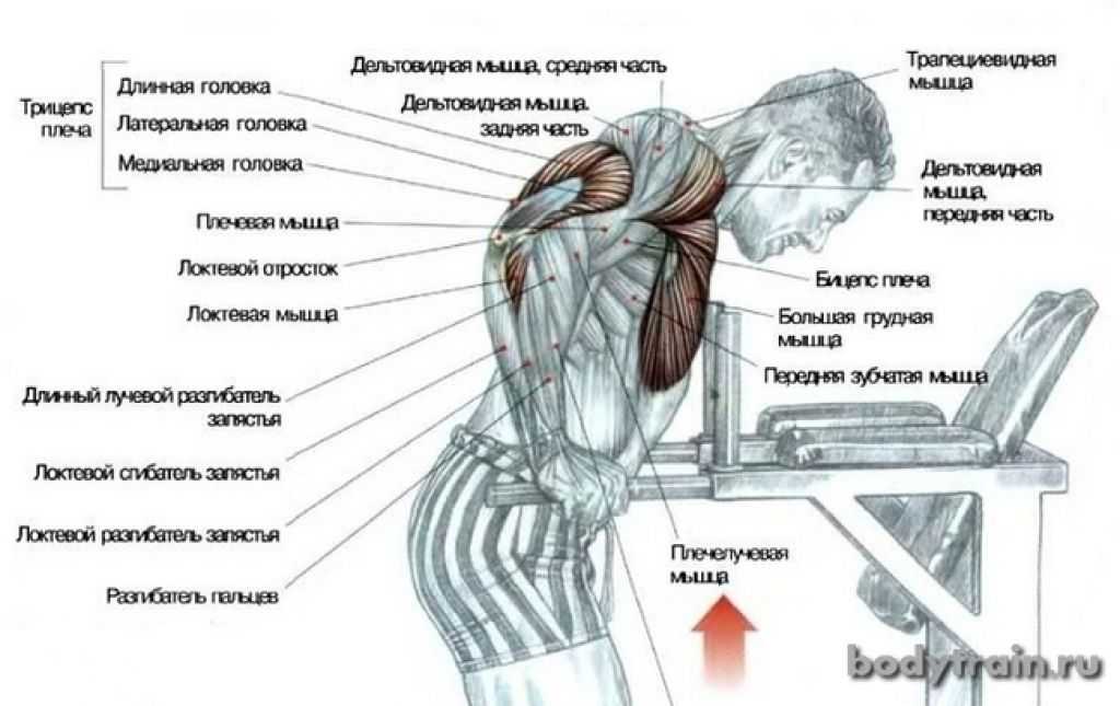 Отжимания на брусьях: виды, техника выполнения, какие мышцы работают? - tony.ru