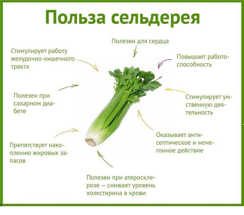 Сельдерей калорийность и состав В чем ценность сельдерея для человеческого организма противопоказания
