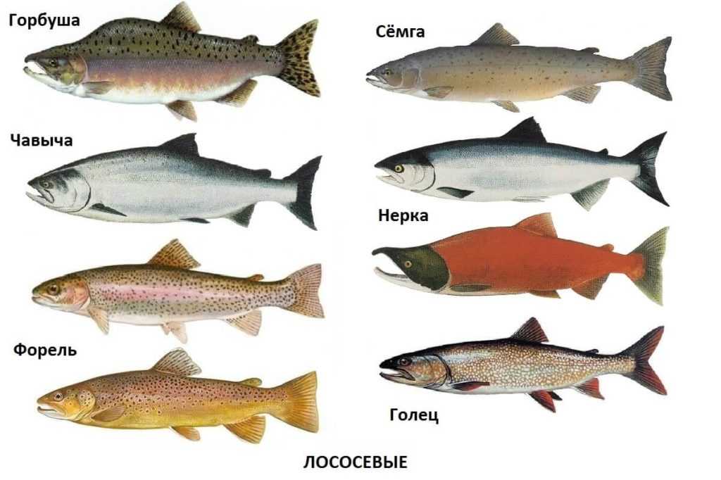 Источник омега-3. правда ли, что сельдь и скумбрия полезнее семги