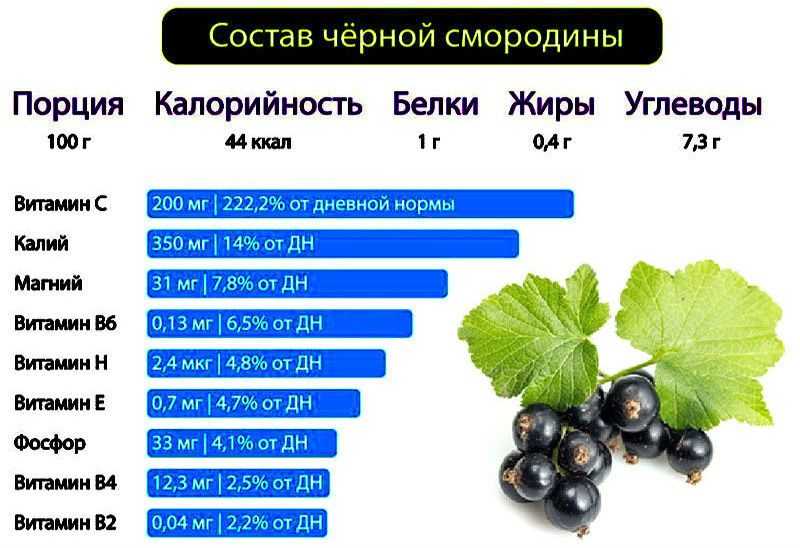 Польза и вред ягод и листьев смородины для организма
