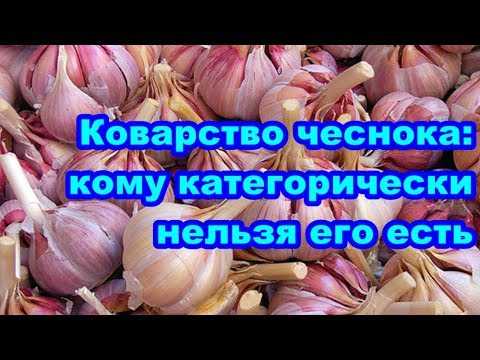 Почему нельзя есть чеснок и лук?