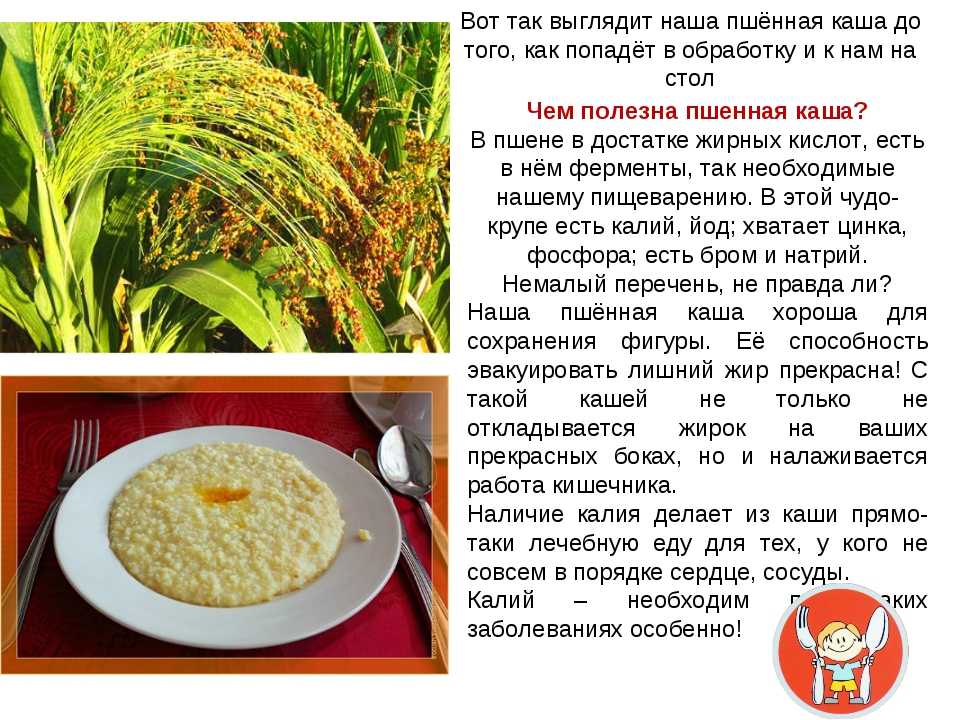 Пшенная каша: польза и вред для здоровья, сколько можно есть